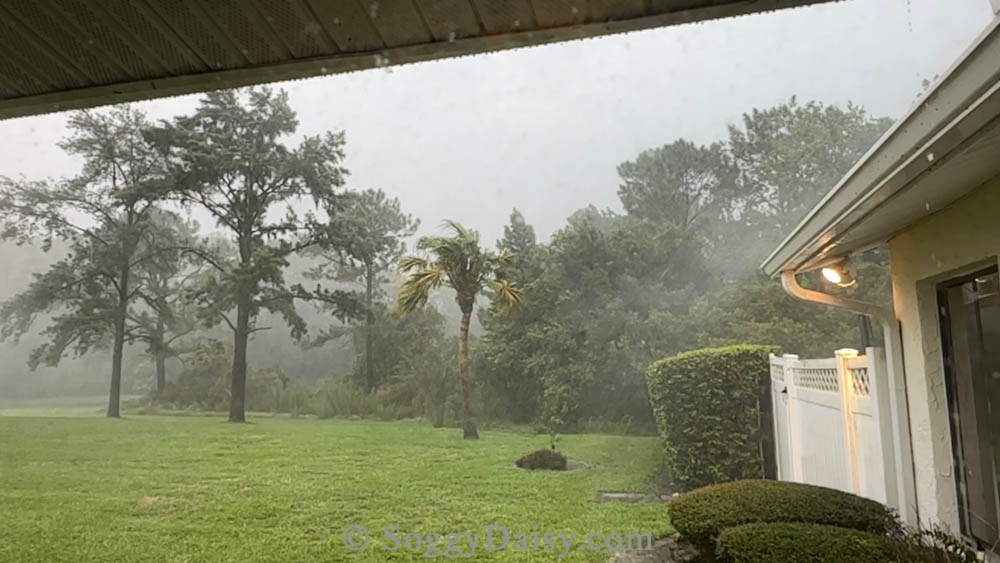 One of these trees behind our house was struck by lightening